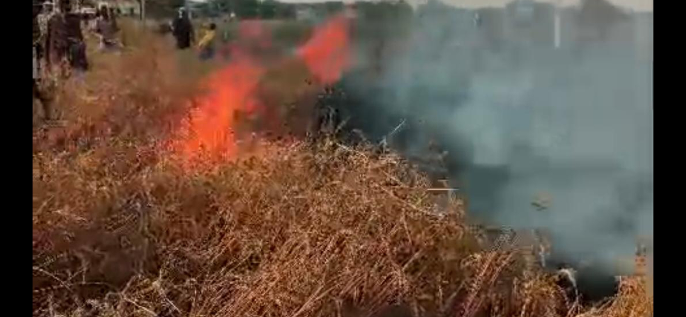 खड़ी फसल जलकर खाक